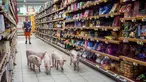 Anak babi berjalan menyusuri lorong supermarket Casino di Sarlat, Perancis barat daya, setelah para petani melepaskannya sebagai bentuk demo di supermarket tersebut, Kamis (20/8/2015). (AFP PHOTO/Yohan Bonnet)