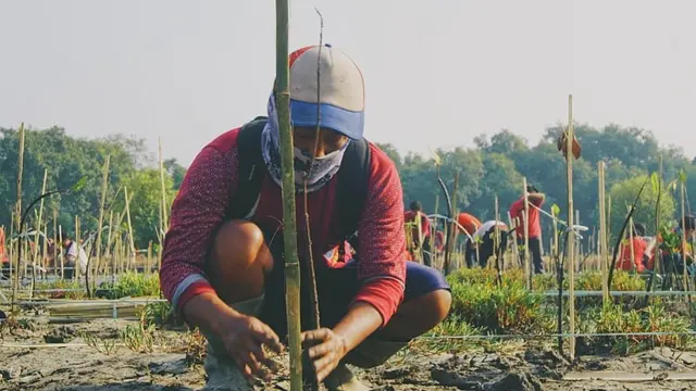 7 Potret Suasana Penanaman Pohon di Kebun Raya Mangrove Pertama di Dunia
