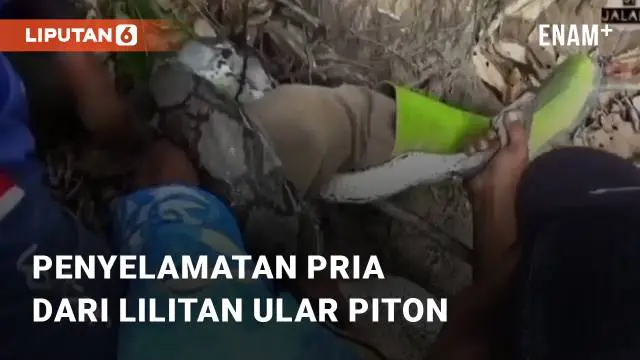 Viral aksi penyelamatan seorang pria dari lilitan ular Piton di media sosial. Aksi tersebut terjadi di Kalimantan Selatan saat sang pria ingin memancing