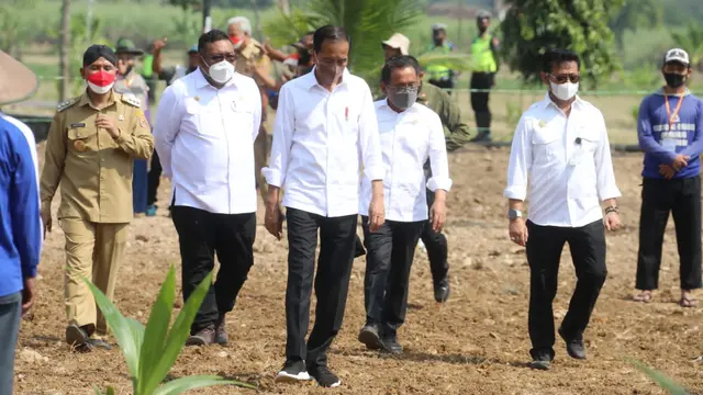 Presiden Jokowi Canangkan Penanaman Satu Juta Batang Kelapa Genjah Se-Indonesia