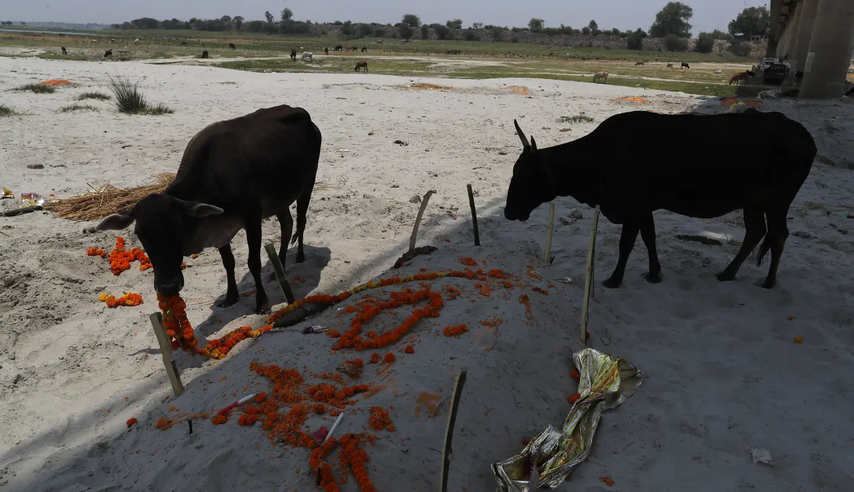 Sapi memakan karangan bunga di kuburan pasir dangkal di tepi sungai Gangga di Prayagraj, 16 Mei 2021. Polisi menjangkau penduduk desa di India utara untuk menyelidiki penemuan mayat yang terkubur di kuburan pasir dangkal atau terdampar di tepi Sungai Gangga. (AP Photo/Rajesh Kumar Singh)