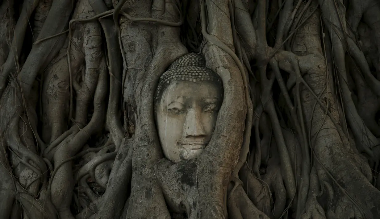 Wajah patung Buddha terlihat di antara akar pohon di kuil Wat Mahathat, Ayutthaya, Thailand (25/12/2015). Patung kepala Buddha ini telah ada sejak Kerajaan Ayutthaya runtuh akhir abad ke-18. (REUTERS/Jorge Silva)