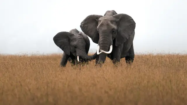 Gajah- Vania