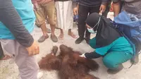 Petugas mengecek jasad orangutan yang tewas setelah tersengat listrik di Palangka Raya.Kalimantan Tengah,Jumat (31/1/2024).