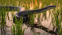 Ular Sawah Takut Apa? Ini Cara Efektif Mengusirnya dari Lingkungan Rumah