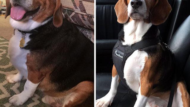 7 Foto Keren Anjing Obesitas Berjuang Turunkan Berat Badan Berlebihnya