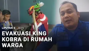 Detik-Detik Evakuasi King Kobra 3 Meter yang Masuk ke Ruang Tamu Warga