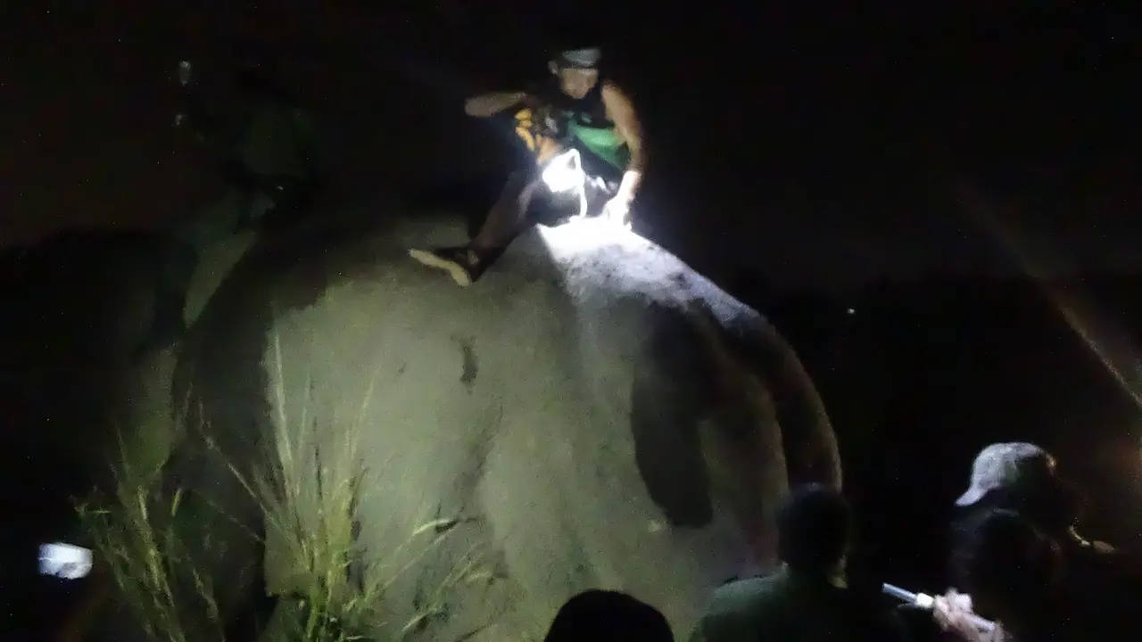 Berburu Jejak Codet, Si Gajah Terluka Saat Musim Kawin