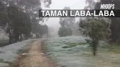 Sebuah taman di Australia seluruh permukaannya tertutup jaring laba-laba