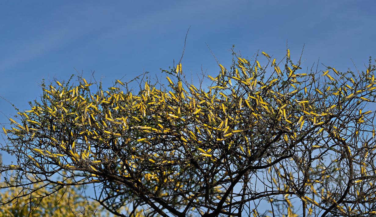 Kawanan belalang gurun memenuhi semak belukar di Desa Lerata dekat Archer Post, Kabupaten Samburu, Kenya, Rabu (22/1/2020). Badan Pangan dan Pertanian PBB FAO menyebut invasi belalang di Tanduk Afrika ini sebagai situasi terburuk dalam 25 tahun terakhir. (TONY KARUMBA/AFP)