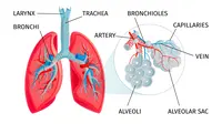 Ilustrasi organ sistem pernapasan manusia. (Image by macrovector on Freepik)