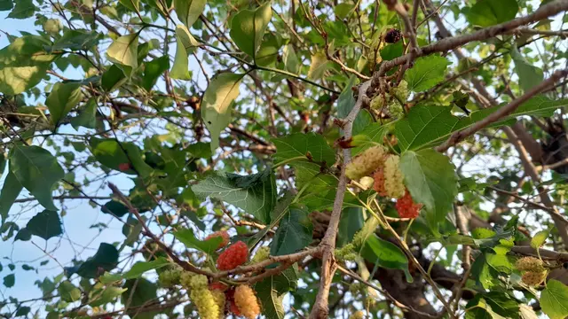 Potensi besar daun murbei. (Foto: Benedikta Desideria/Liputan6.com)