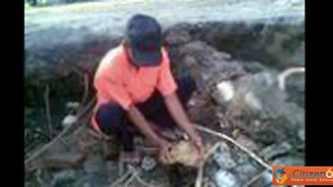 p110619ccitizentengkorak.jpg