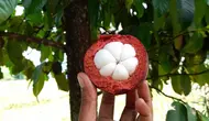 7 Pohon Buah yang Tahan Terhadap Kutu Putih, Tetap Subur Tanpa Obat Kimia