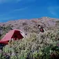 Camping di Cadas Gunung Marapi. (Liputan6.com/Novia Harlina)