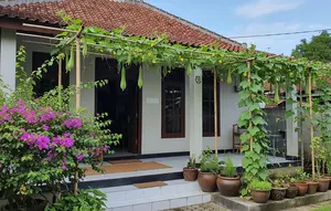 9 Ide Menanam Gambas Rambat di Teras Rumah, Bikin Teduh Sekaligus Panen Sayur
