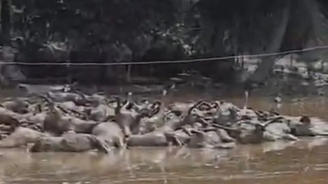 Ratusan kambing di Aceh Utara mati terendam banjir. (Istimewa)