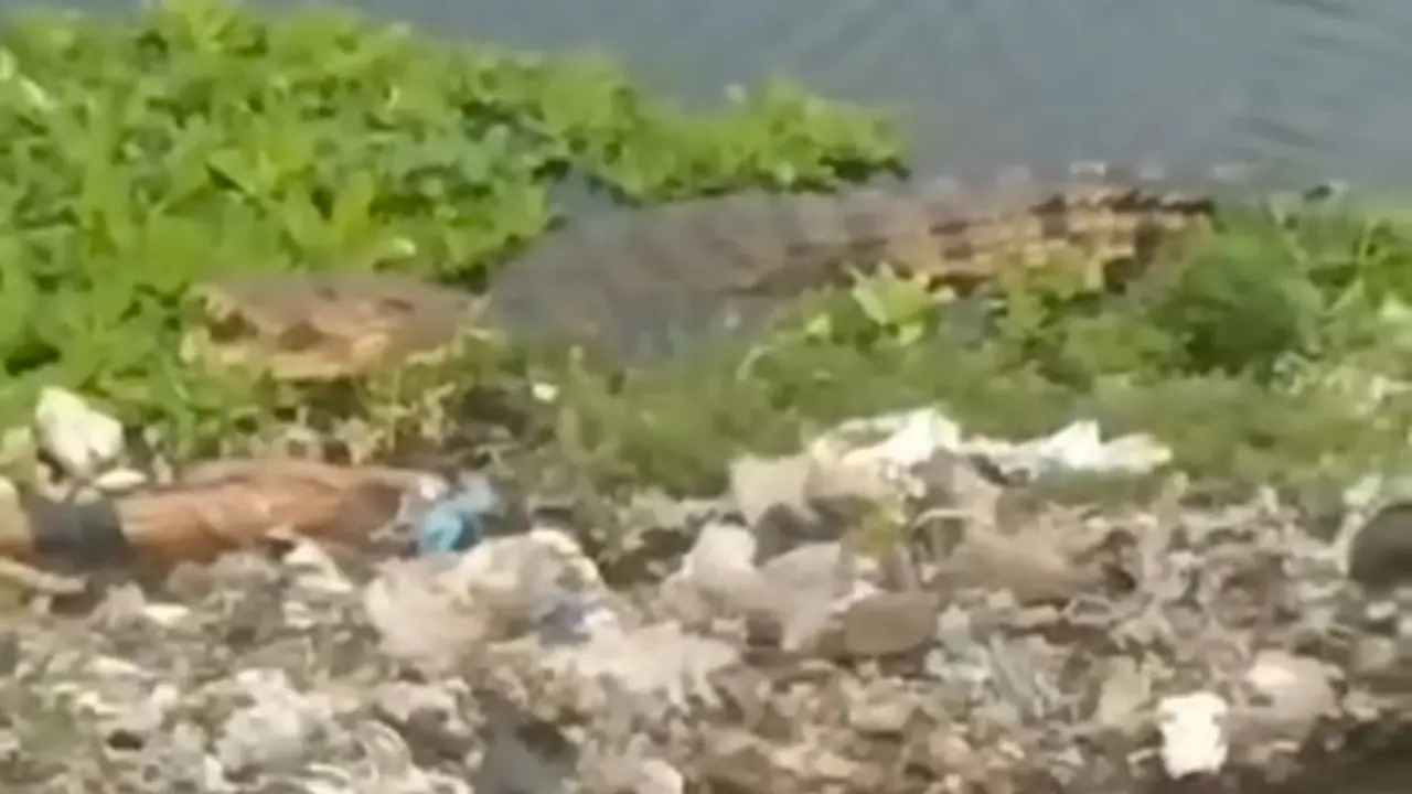 Viral Buaya di Belakang TPA Antang, Warganet Ikut Colek Akun Wali Kota Makassar