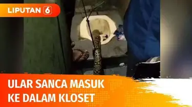 Pergantian musim dan curah hujan tinggi memicu ular keluar dari habitatnya. Di Medan, seekor ular sanca liar sepanjang 3,5 meter masuk ke dalam kloset WC di rumah warga dengan setengah bagian badan yang masih di luar, ngeri!