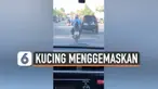 thumbnail kucing motor