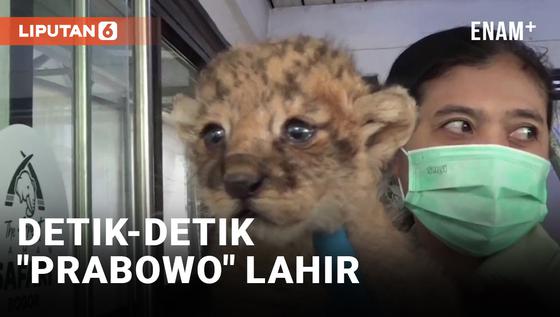 VIDEO: Bayi Singa Lahir di Taman Safari Indonesia, Bakal Dikasih Nama Prabowo