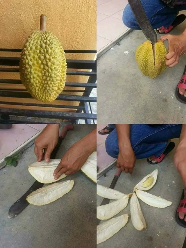 6 Momen Apes saat Mau Makan Durian Ini Tak Sesuai Ekspektasi