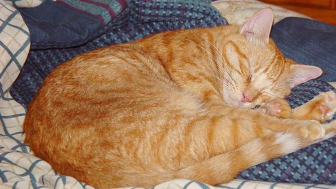 Seekor Kucing Menemukan Jalan Pulang Setelah 8 Tahun Hilang