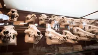 Koleksi tengkorak yang tersimpan di galeri anatomi komparatif Museum Sejarah Alam Prancis di Paris, Kamis (16/11). Museum yang menyimpan ribuan tulang belulang hewan dan benda purba ini berencana merenovasi gedungnya. (Martin BUREAU/AFP)