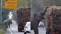 Viral Aksi Lucu Gajah Hentikan Truk di Jalan untuk Curi Tebu, Netizen: Ikhlasin Saja