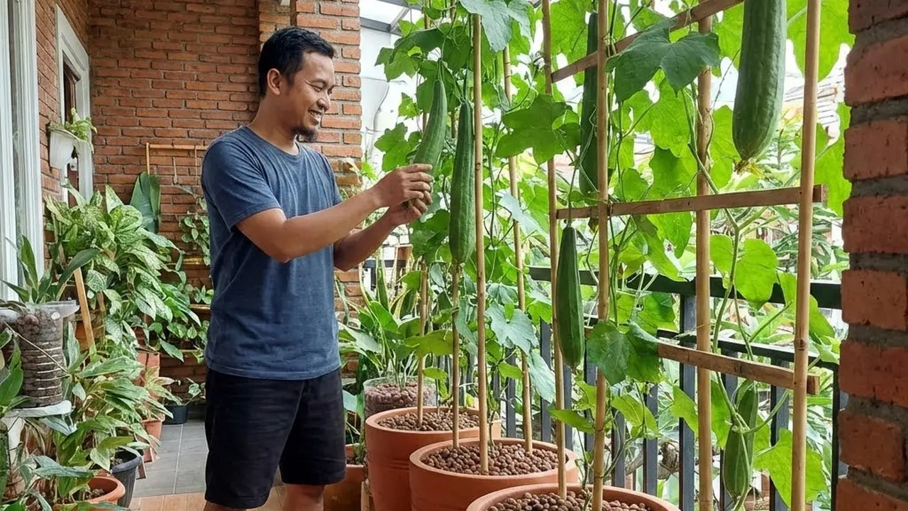 Menanam Oyong dengan Aplikasi Media Hydroton Premium
