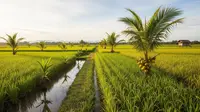 8 Pohon Buah Produktif untuk Tumpang Sari di Sawah Padi Lahan Basah