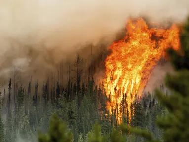Api dari kebakaran hutan Donnie Creek membakar di sepanjang puncak bukit di utara Fort St John, British Columbia, Minggu, 2 Juli 2023. (AP Photo/Noah Berger)