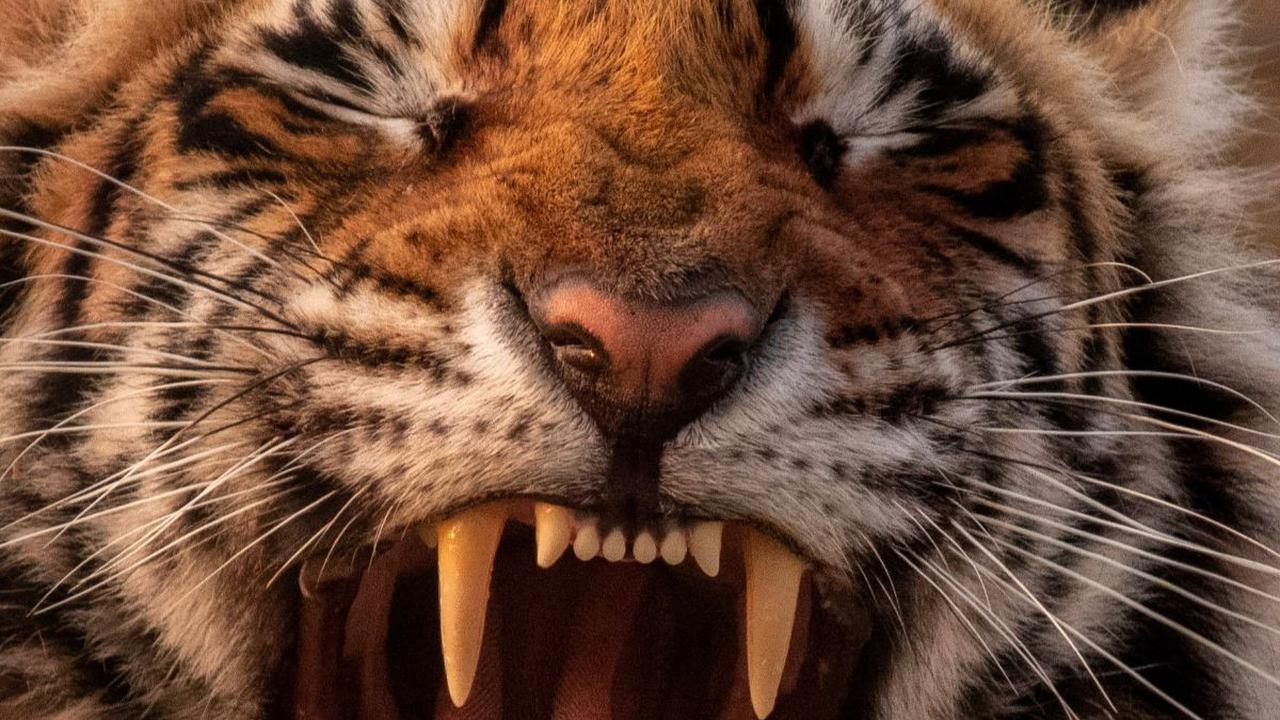Teror Harimau di Lampung, 1 Orang Berhasil Kabur Usai Duel dan 2 Meninggal