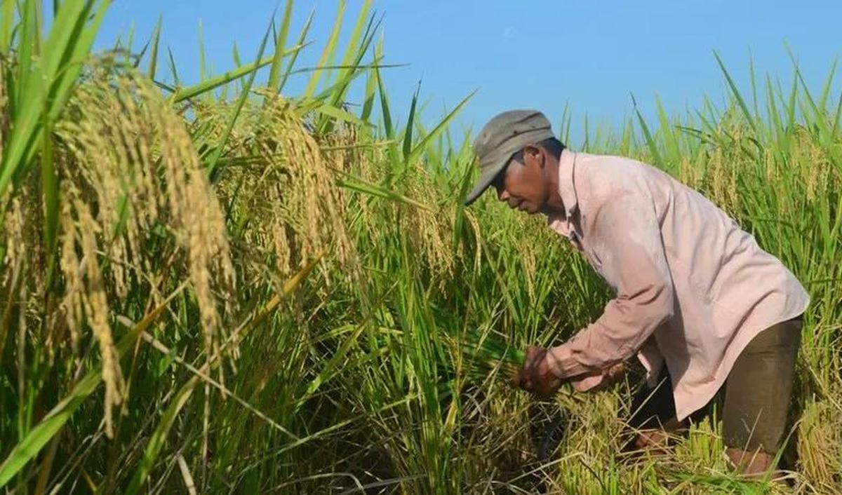 Jelaskan Definisi dari Food Estate Secara Luas