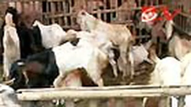 Hewan Korban Mulai Banjiri Jakarta