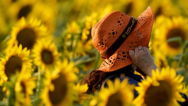 Mengunjungi Ladang Bunga Matahari di Kansas