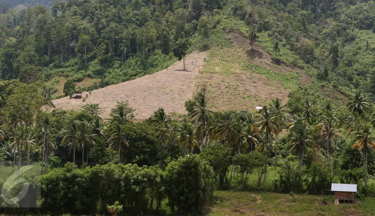 Hutan gundul akibat pembalakan liar di KM 16 di kawasan Hutan Produksi Popayato,  Kabupaten Pohuwato, Gorontalo, Minggu (11/9). Sekitar 16 ribu hektar hutan di Gorontalo rusak terdiri atas hutan lindung dan hutan produksi. (Liputan6.com/Immanuel Antonius)
