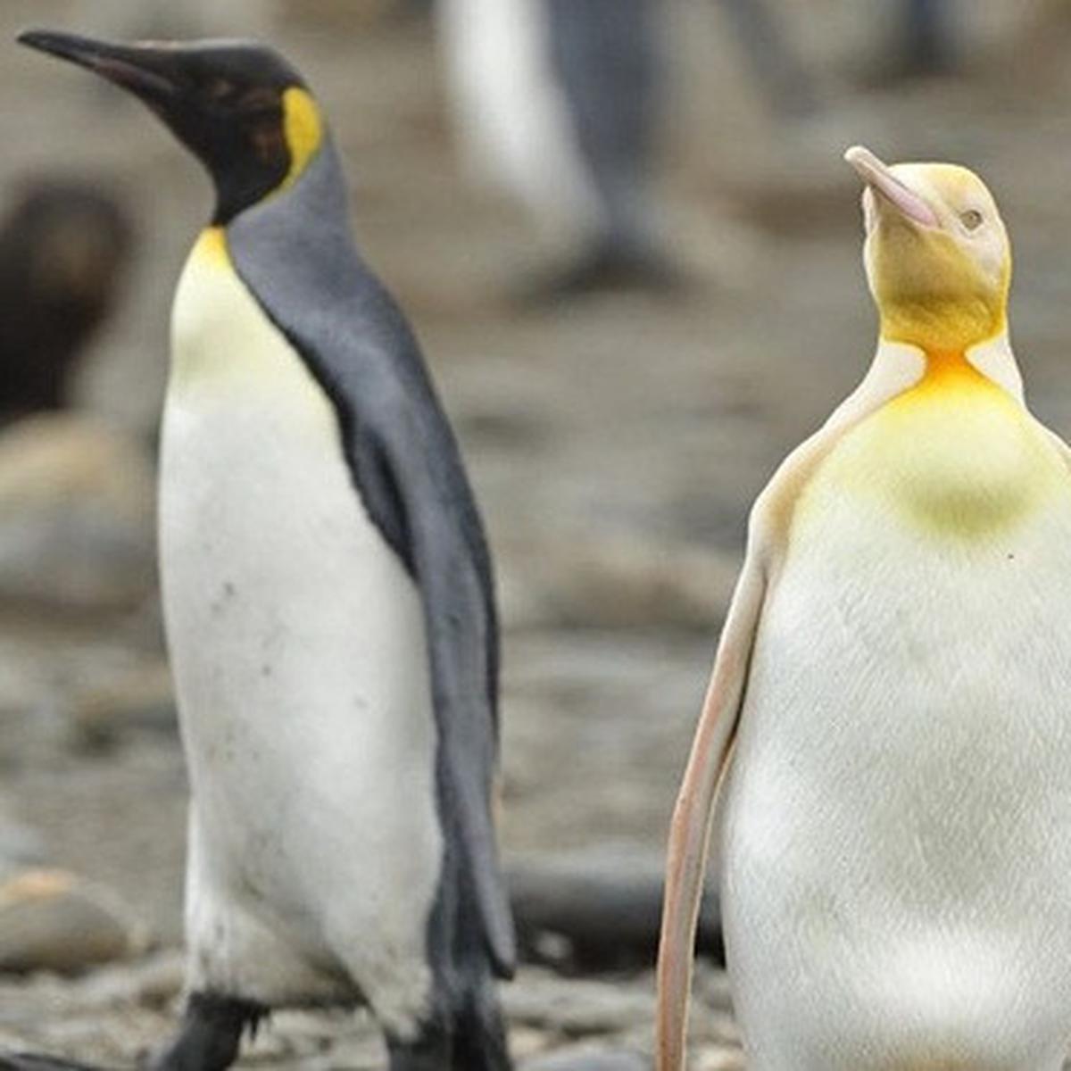 Penguin Kuning Yang Langka Berhasil Diabadikan Ini Penyebab Bulunya Berbeda Hot Liputan6 Com