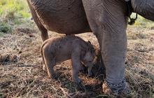 Kelahiran Anak Gajah Sumatera Jadi Kado HUT ke-81 RI