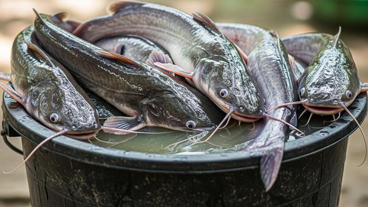 8 Ikan Air Tawar Paling Mudah Dibudidayakan, Cepat Panen dan Cocok untuk Pemula