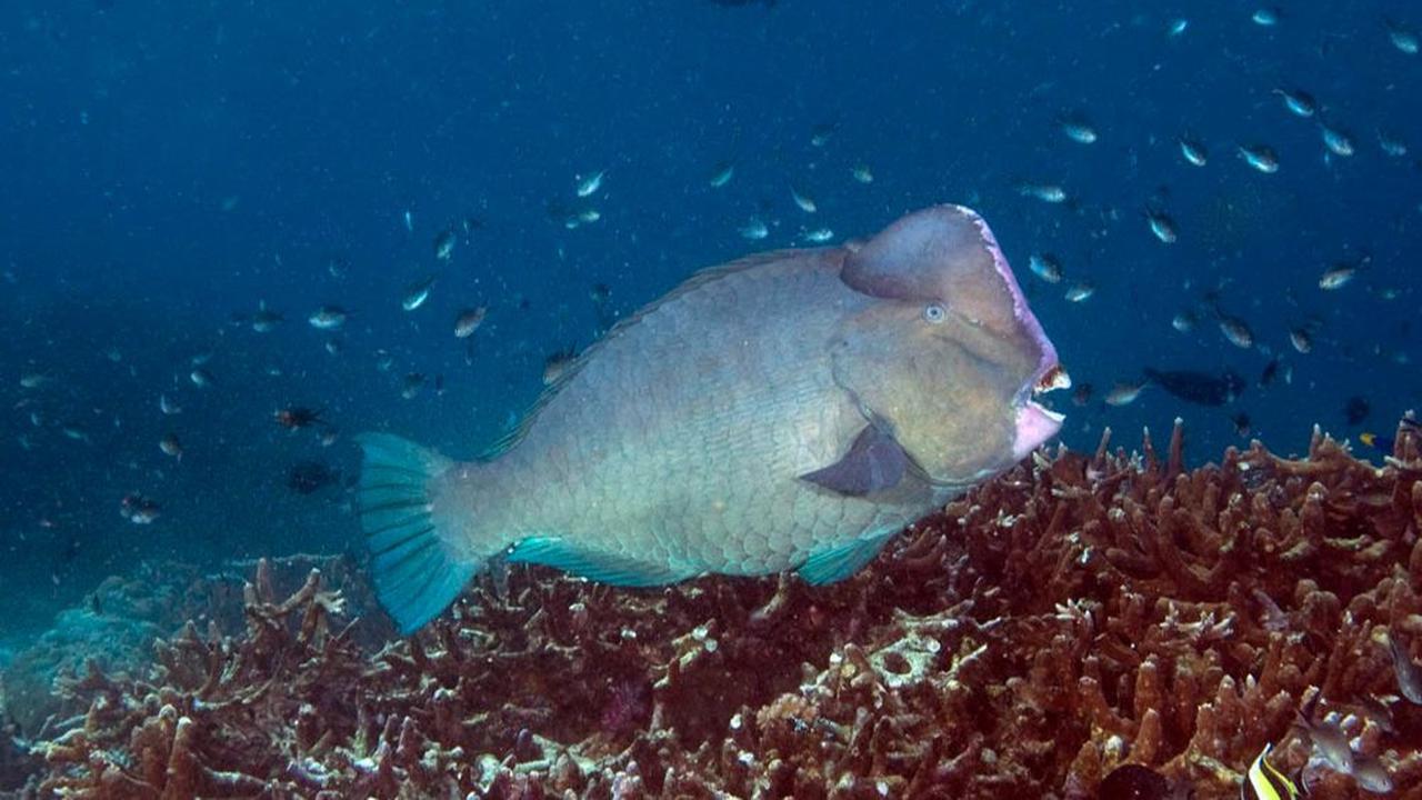 6. Parrotfish (Scarinae)<br>