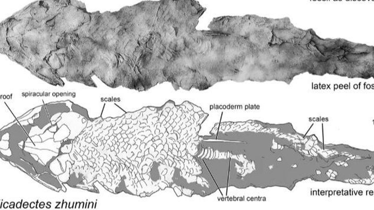 “Fitur ini muncul di beberapa garis keturunan Tetrapomodorph pada waktu yang hampir bersamaan selama Devonian Tengah-Akhir."