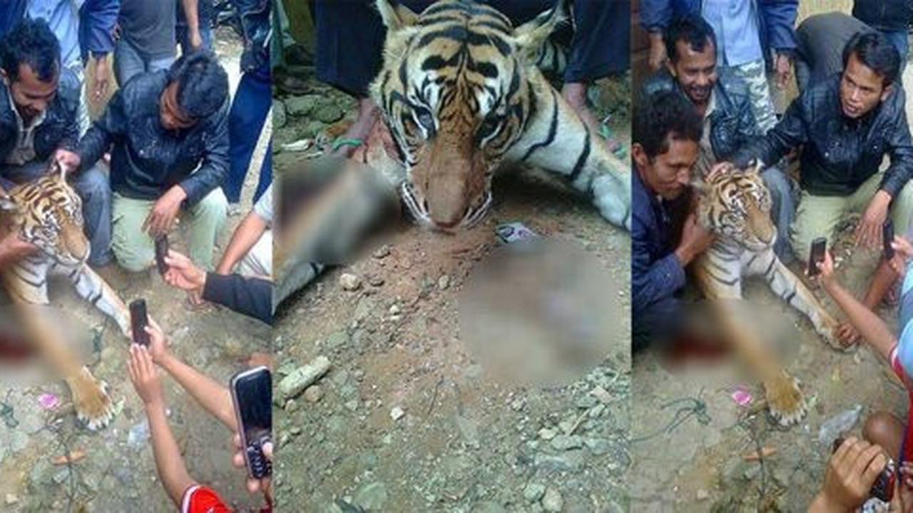 Foto warga bantai harimau di Pematangsiantar tuai kecaman