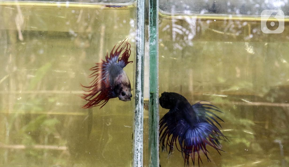 Sejumlah ikan cupang hias dijual di Galeri Simprug Betta Fish, Jakarta, Jumat (7/8/2020). Ikan cupang hias yang dipasarkan melalui platform digital tersebut bahkan belum bisa memenuhi permintaan pasar ekspor untuk Asia dan Eropa. (Liputan6.com/Johan Tallo)