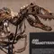 Fosil Nanotyrannus, Kerabat Kecil T-Rex Ini Bakal Dilelang di New York