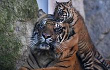 Diterkam Harimau, Kepala Pekerja Sawit Putus