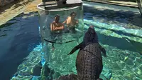 Laporan Liputan6.com dari Darwin Australia: Pengalaman Mendebarkan Berenang Bareng Buaya Raksasa