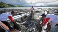 Hasil budi daya ikan air tawar seperti nila dan mujair melalui keramba jaring apung (KJA) di Danau Sentani, Distrik Heram, Jayapura, Papua (Istimewa)
