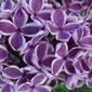 Bunga Lilac