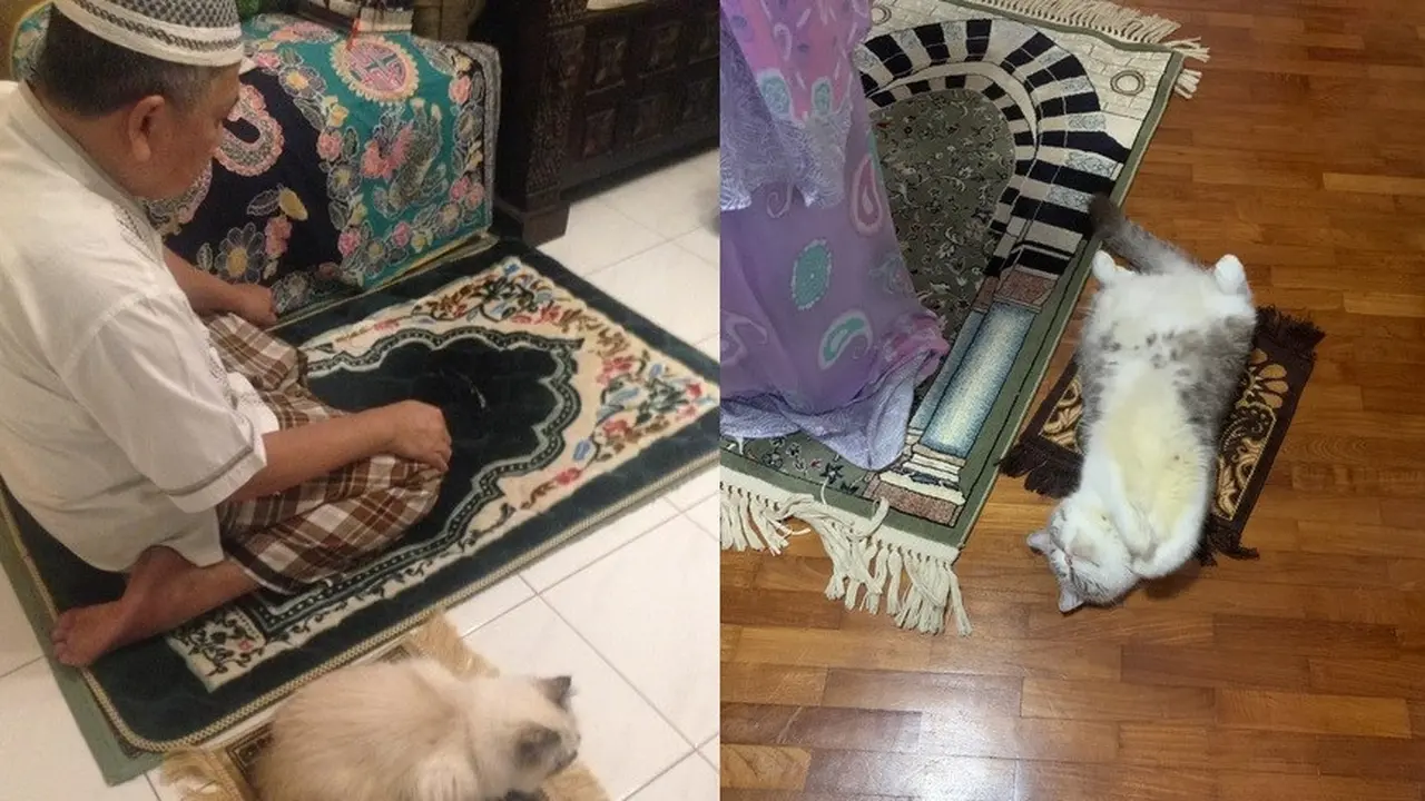 kucing tarawih